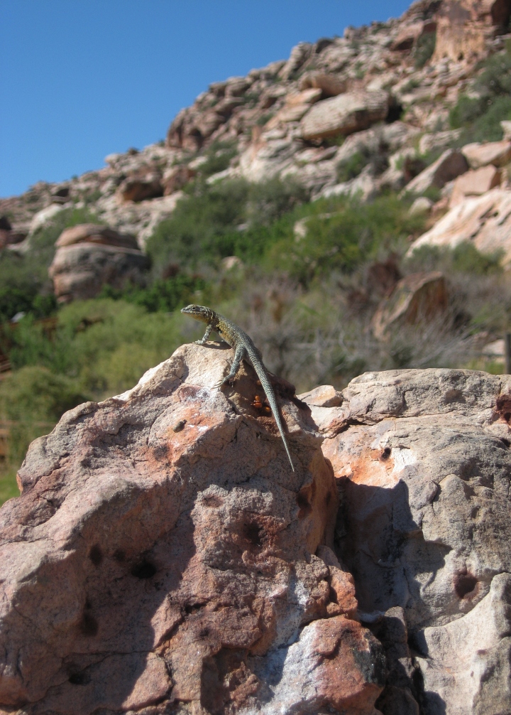 Side-blotched Lizard